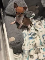 Tiny teacup Male Chihuahua, a male Chihuahua for sale in Bellingham, WA – Photo 5 of 5