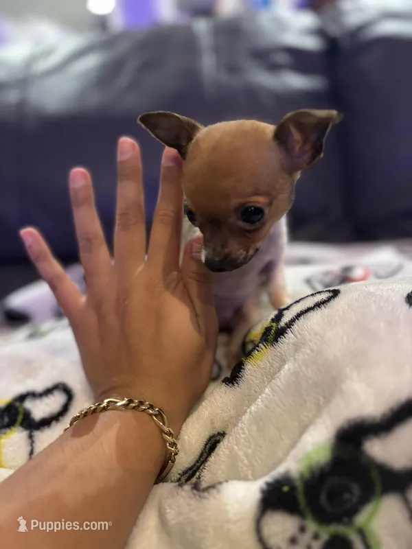 Tiny teacup Male Chihuahua