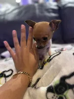 Tiny teacup Male Chihuahua, a male Chihuahua for sale in Bellingham, WA – Photo 1 of 5