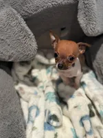 Tiny teacup Male Chihuahua, a male Chihuahua for sale in Bellingham, WA – Photo 3 of 5