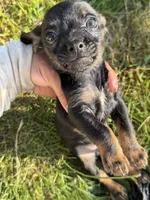 Black and tan , a male Chihuahua and Yorkshire Terrier for sale in Bellingham, WA – 3 of 4