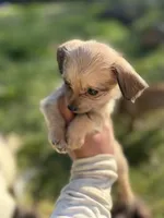 Linda, a female Chihuahua and Yorkshire Terrier for sale in Bellingham, WA – 3 of 6