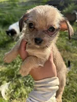 Linda, a female Chihuahua and Yorkshire Terrier for sale in Bellingham, WA – 5 of 6