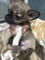 Tiny! Gucci, a male Chihuahua for sale in Bellingham, WA – 2 of 6