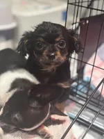 Rango. ON HOLD FOR HYDIE, a male Dachshund and Chihuahua for sale in Bellingham, WA – 1 of 8