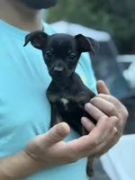 Black and tan , a male Chihuahua and Yorkshire Terrier for sale in Bellingham, WA – 7 of 8