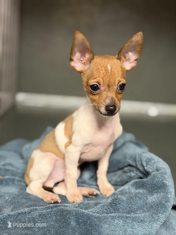 Versace – Chihuahua puppy for sale in Bellingham, WA