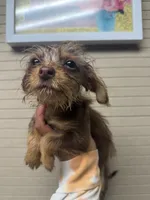 Chocolate Male, a male Chihuahua and Yorkshire Terrier for sale in Bellingham, WA – 5 of 9