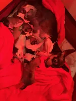 Sable Tiny Female T-cup size, a female Chihuahua for sale in Bellingham, WA – Photo 2 of 9