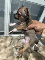 REYNA TINY BABY, a female Chihuahua for sale in Bellingham, WA – 8 of 9