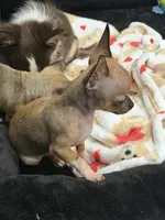 REYNA TINY BABY itty bitty TEACUP SIZE, a female Chihuahua for sale in Bellingham, WA – 5 of 6