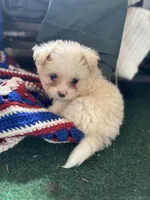 Female 😍, a female Pomeranian and Yorkshire Terrier for sale in Bellingham, WA – Photo 6 of 7