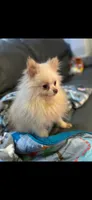 Female 😍, a female Pomeranian and Yorkshire Terrier for sale in Bellingham, WA – Photo 7 of 7