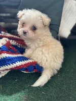 Female 😍, a female Pomeranian and Yorkshire Terrier for sale in Bellingham, WA – Photo 5 of 7