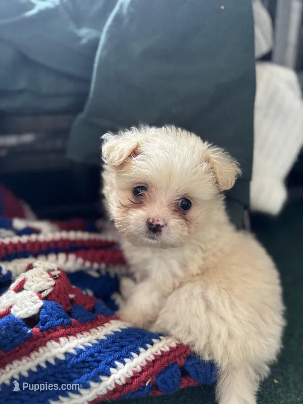 Female 😍, a female Pomeranian and Yorkshire Terrier for sale in Bellingham, WA – Photo 1 of 7