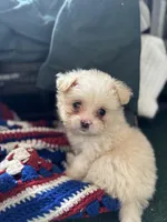 Female 😍, a female Pomeranian and Yorkshire Terrier for sale in Bellingham, WA – Photo 1 of 7