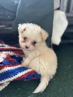 Female 😍, a female Pomeranian and Yorkshire Terrier for sale in Bellingham, WA – Photo 3 of 7