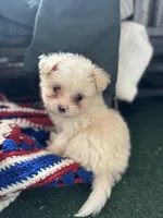 Female 😍, a female Pomeranian and Yorkshire Terrier for sale in Bellingham, WA – Photo 2 of 7