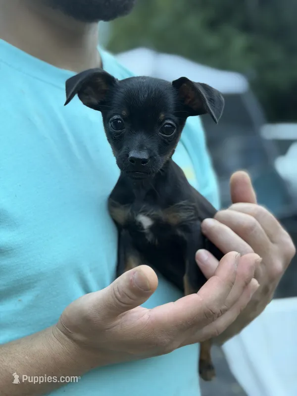Black and tan  – Chihuahua, Yorkshire Terrier puppy for sale in Bellingham, WA