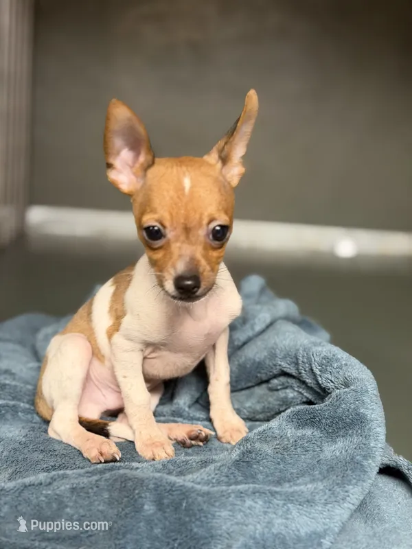 Versace – Chihuahua puppy for sale in Bellingham, WA