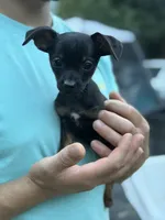 Black and tan , a male Chihuahua and Yorkshire Terrier for sale in Bellingham, WA – 3 of 8