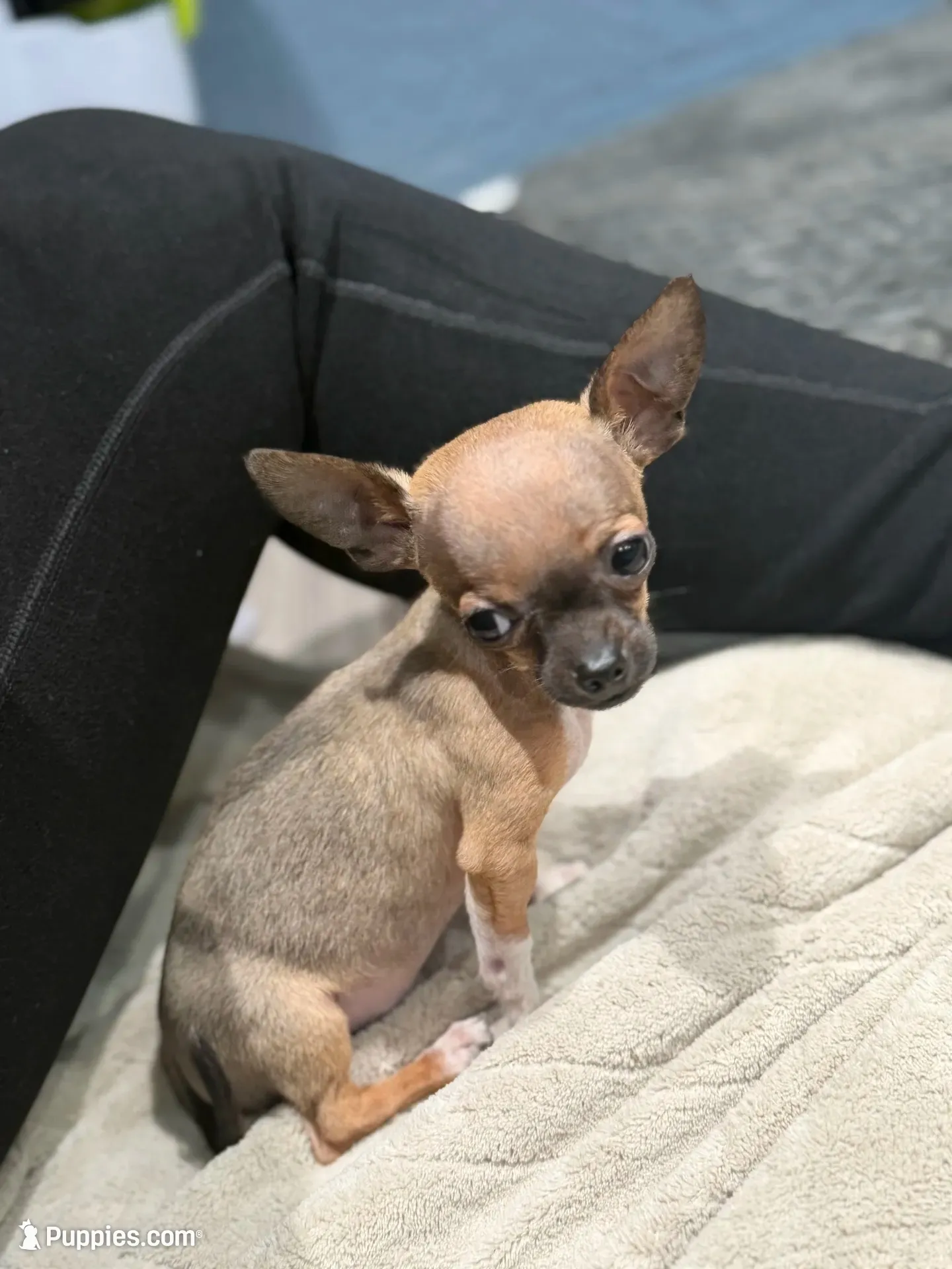 Tiny Gucci Tcup size , a male Chihuahua for sale in Bellingham, WA – 4 of 10