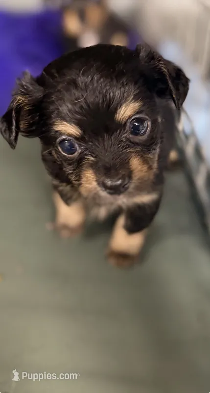 Rango – Dachshund, Chihuahua puppy for sale in Bellingham, WA
