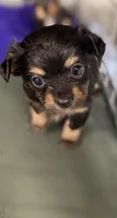 Rango. ON HOLD FOR HYDIE, a male Dachshund and Chihuahua for sale in Bellingham, WA – 5 of 8