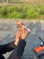 REYNA TINY BABY itty bitty TEACUP SIZE, a female Chihuahua for sale in Bellingham, WA – 3 of 6