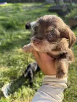 Chocolate Male, a male Chihuahua and Yorkshire Terrier for sale in Bellingham, WA – 3 of 6