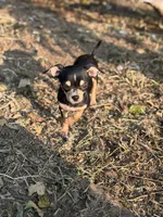 Coco, a female Chihuahua for sale in Bellingham, WA – 2 of 7