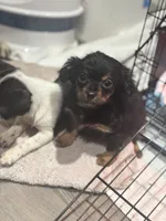 Rango. ON HOLD FOR HYDIE, a male Dachshund and Chihuahua for sale in Bellingham, WA – 8 of 8