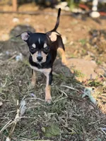 Coco, a female Chihuahua for sale in Bellingham, WA – 4 of 7