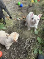 Noel female, a female French Bulldog for sale in Bellingham, WA – Photo 3 of 10