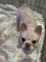 Noel female, a female French Bulldog for sale in Bellingham, WA – Photo 6 of 10