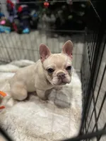 Noel female, a female French Bulldog for sale in Bellingham, WA – Photo 10 of 10