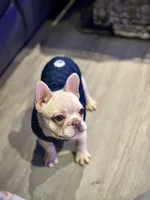 Noel female, a female French Bulldog for sale in Bellingham, WA – Photo 2 of 10