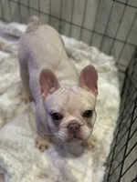 Noel female, a female French Bulldog for sale in Bellingham, WA – Photo 4 of 10