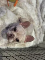 Noel female, a female French Bulldog for sale in Bellingham, WA – Photo 8 of 10