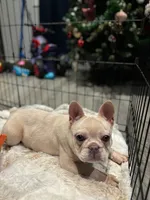 Noel female, a female French Bulldog for sale in Bellingham, WA – Photo 9 of 10