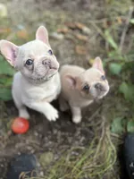Noel female, a female French Bulldog for sale in Bellingham, WA – Photo 1 of 10