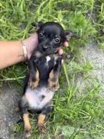 Black and tan , a male Chihuahua and Yorkshire Terrier for sale in Bellingham, WA – 6 of 8