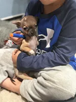 Tiny Gucci Tcup size , a male Chihuahua for sale in Bellingham, WA – 5 of 10