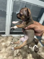 REYNA TINY BABY, a female Chihuahua for sale in Bellingham, WA – 3 of 9