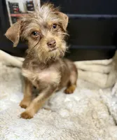 Chocolate Male, a male Chihuahua and Yorkshire Terrier for sale in Bellingham, WA – 3 of 9
