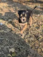 Coco, a female Chihuahua for sale in Bellingham, WA – 5 of 7