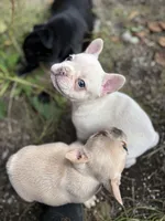Platinum, a female French Bulldog for sale in Bellingham, WA – Photo 7 of 10