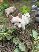 Platinum, a female French Bulldog for sale in Bellingham, WA – Photo 8 of 10
