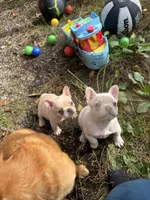 Platinum, a female French Bulldog for sale in Bellingham, WA – Photo 10 of 10