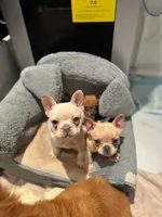 Platinum, a female French Bulldog for sale in Bellingham, WA – Photo 6 of 10